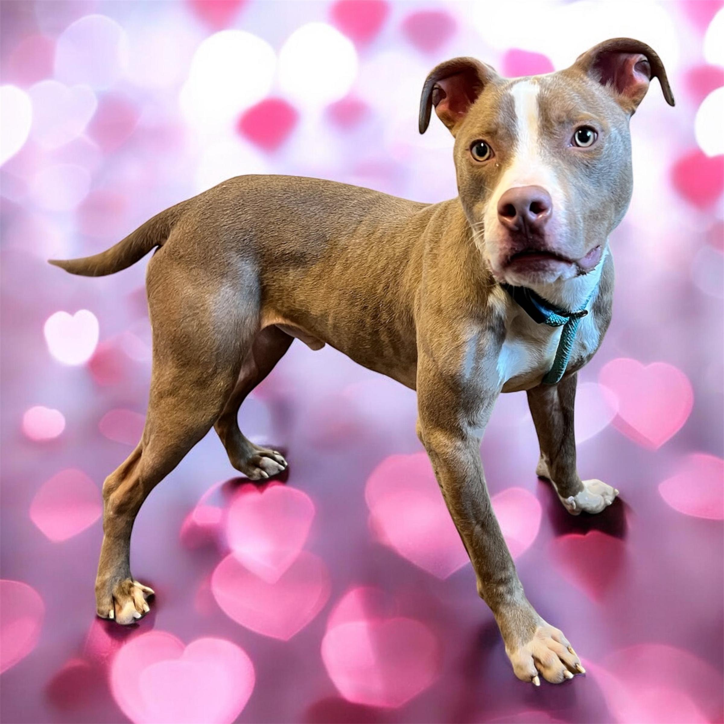 Enlarge Tadpole, an adoptable mixed breed in Horn Lake, MS image 4/6