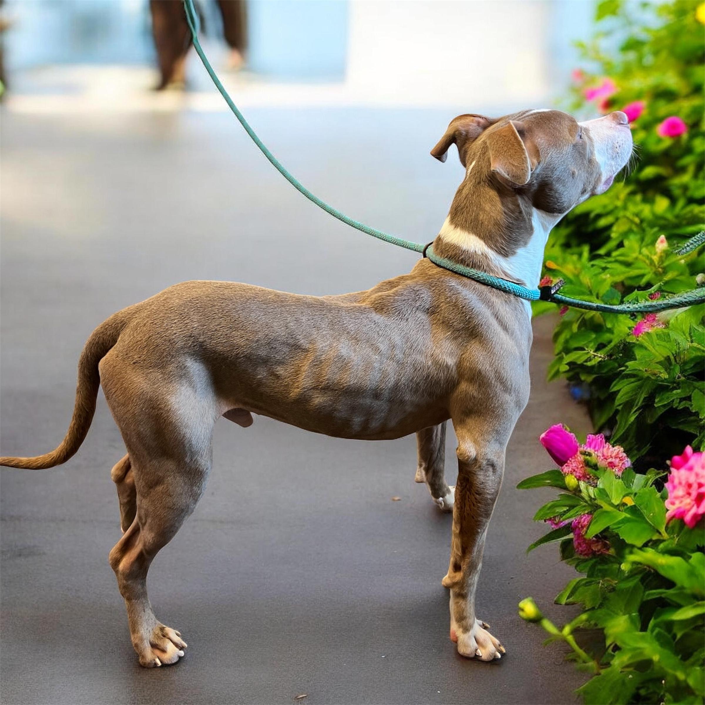 Enlarge Tadpole, an adoptable mixed breed in Horn Lake, MS image 5/6