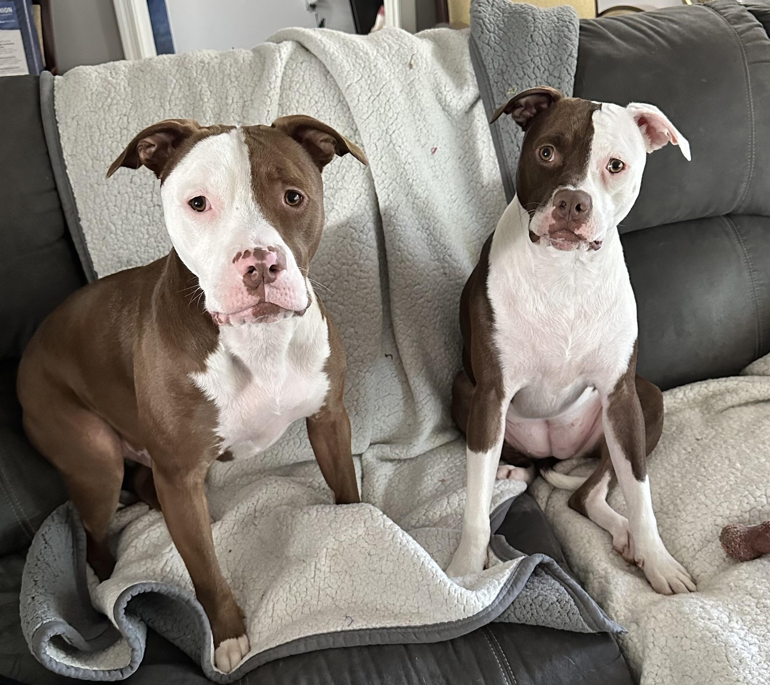 Enlarge The Wonder Twins, a ADOPTABLE mixed breed in Newton, NJ image 5/6
