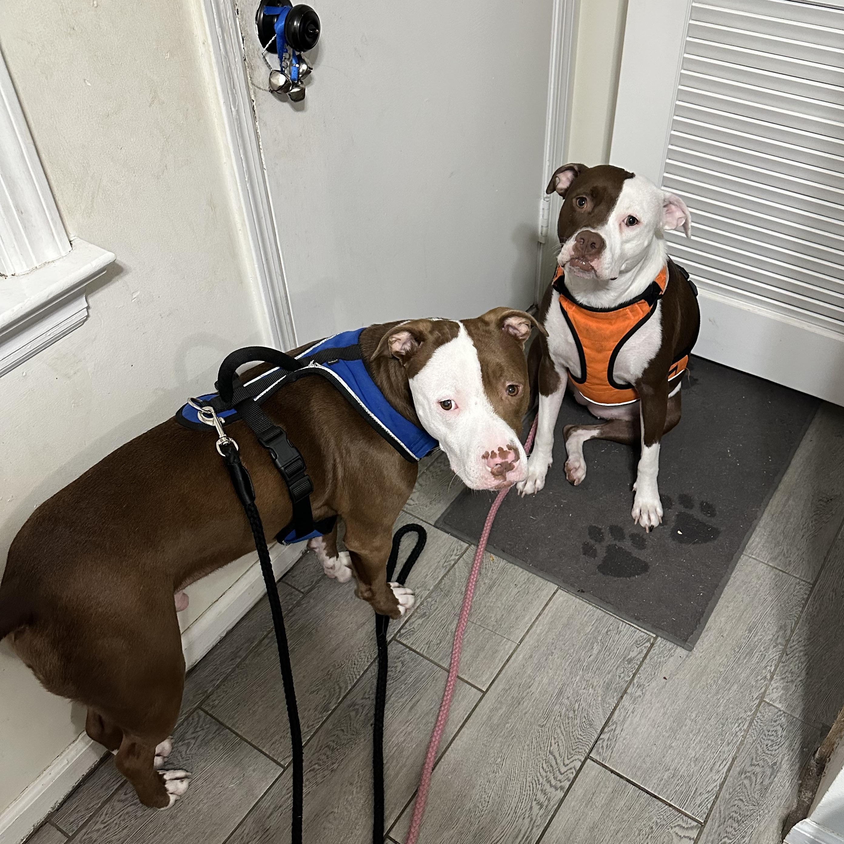 Enlarge The Wonder Twins, a ADOPTABLE mixed breed in Newton, NJ image 2/6