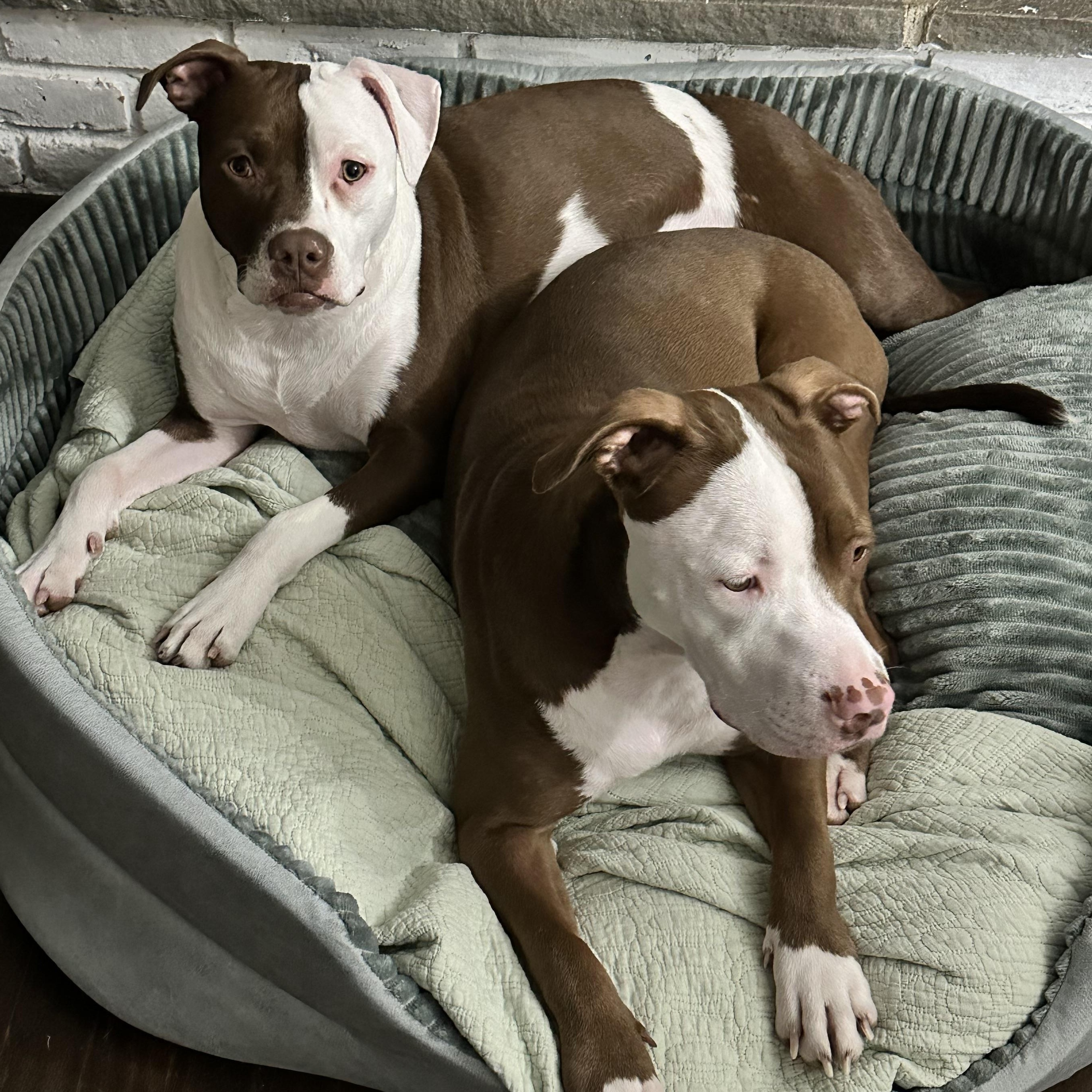 Enlarge The Wonder Twins, a ADOPTABLE mixed breed in Newton, NJ image 3/6