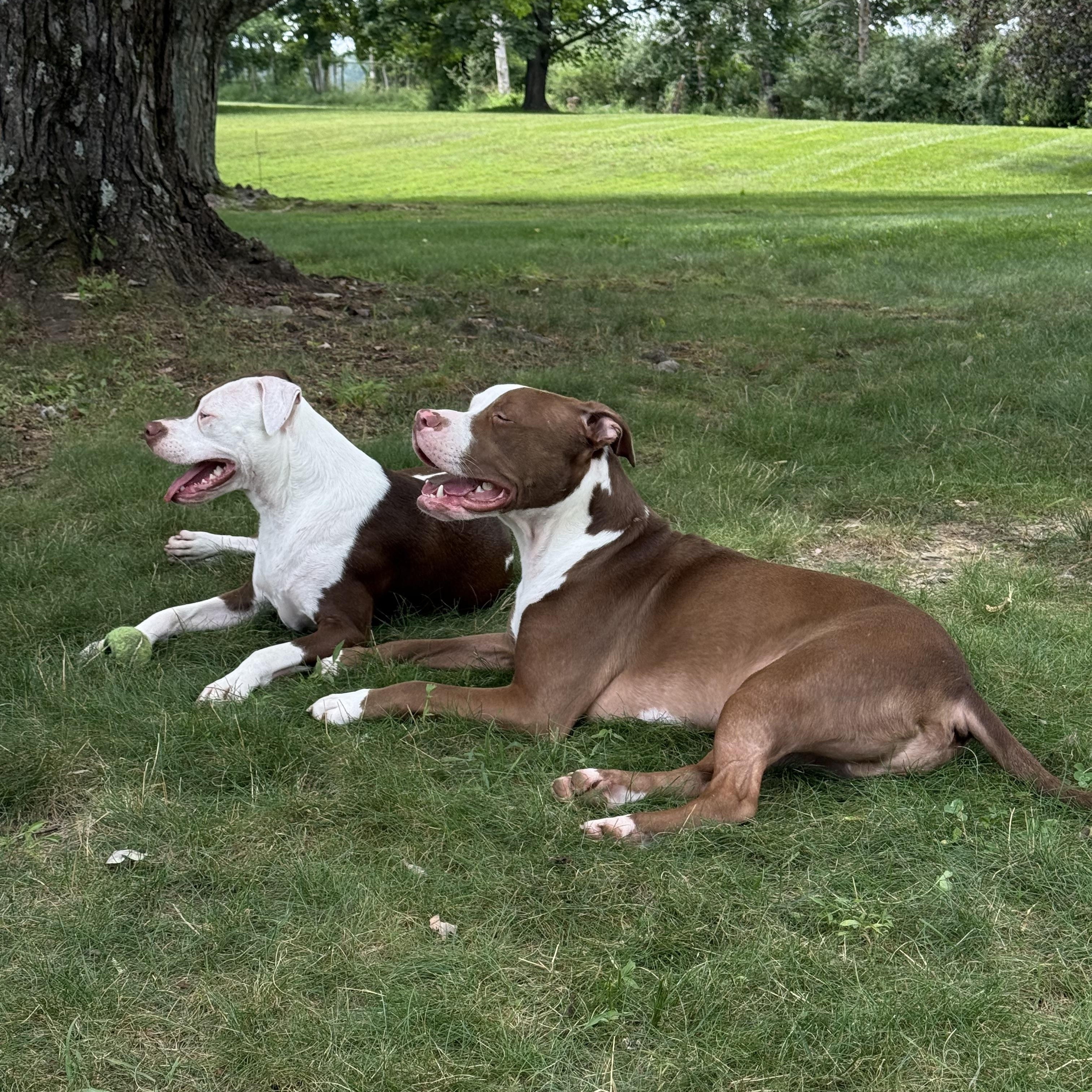 The Wonder Twins, ADOPTABLE, Young Male American Staffordshire Terrier & American Bulldog.