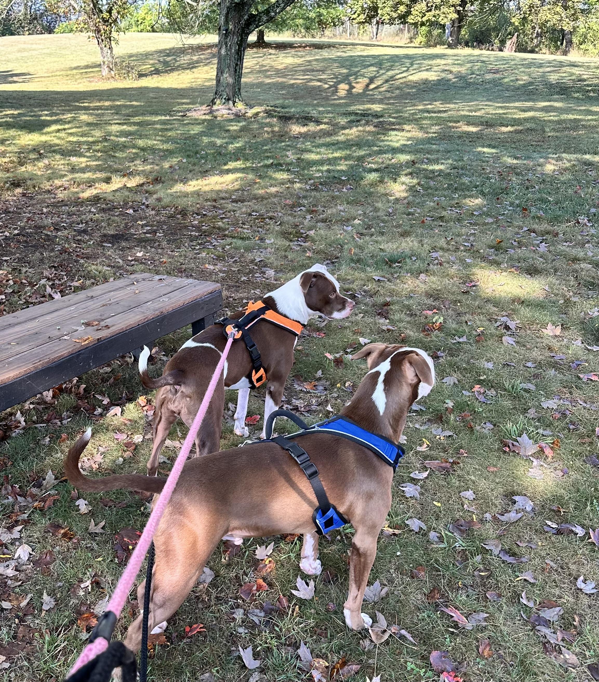 Enlarge The Wonder Twins, a ADOPTABLE mixed breed in Newton, NJ image 6/6