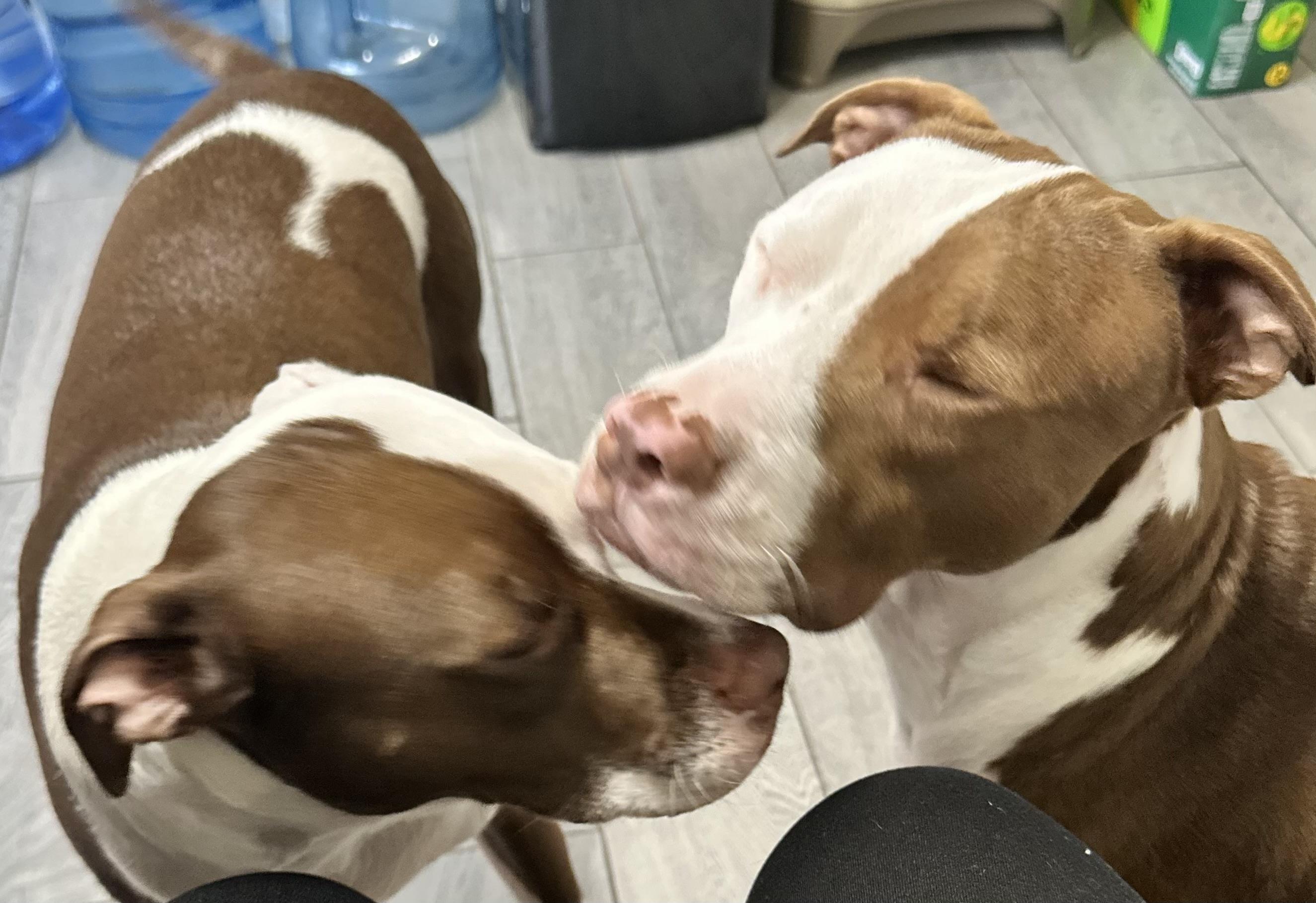 Enlarge The Wonder Twins, a ADOPTABLE mixed breed in Newton, NJ image 4/6
