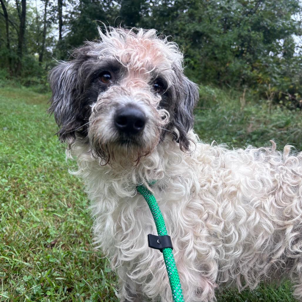 Enlarge Rocky, a Adoptable mixed breed in York, PA image 1/4