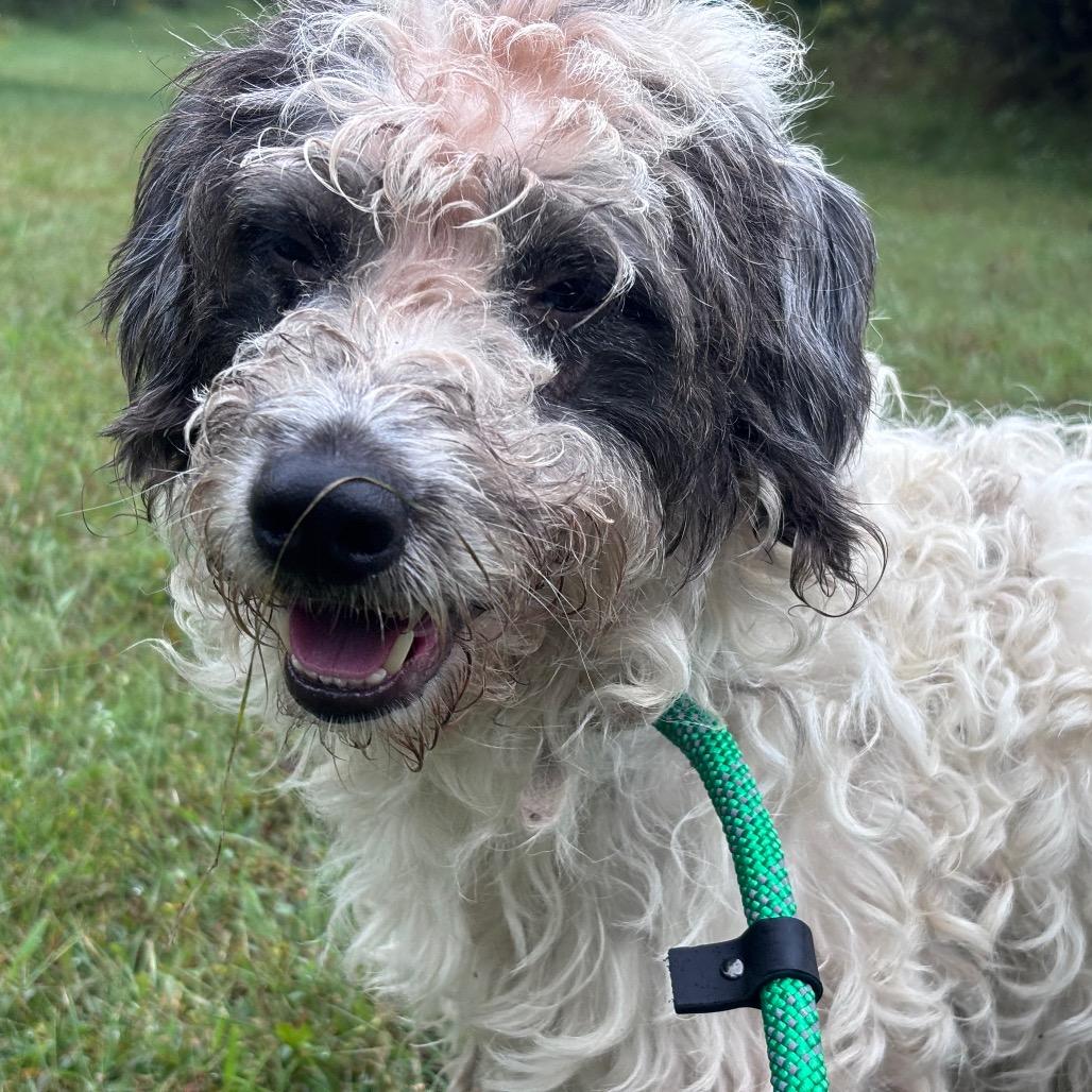Enlarge Rocky, a Adoptable mixed breed in York, PA image 2/4