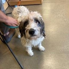 Enlarge Rocky, a Adoptable mixed breed in York, PA image 3/4