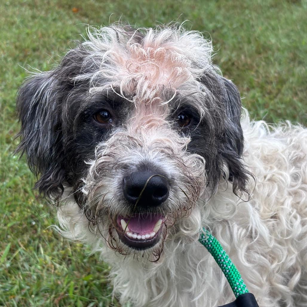 Enlarge Rocky, a Adoptable mixed breed in York, PA image 4/4