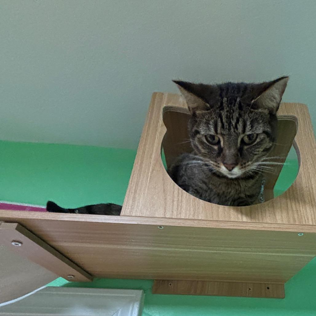 Dobby, Adoptable, Adult Male Domestic Short Hair.