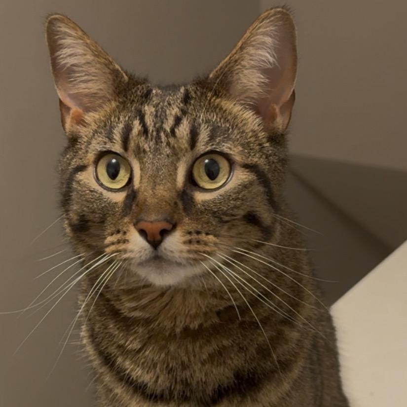 Enlarge Dobby, a Adoptable Domestic Short Hair in Granville, OH image 2/6