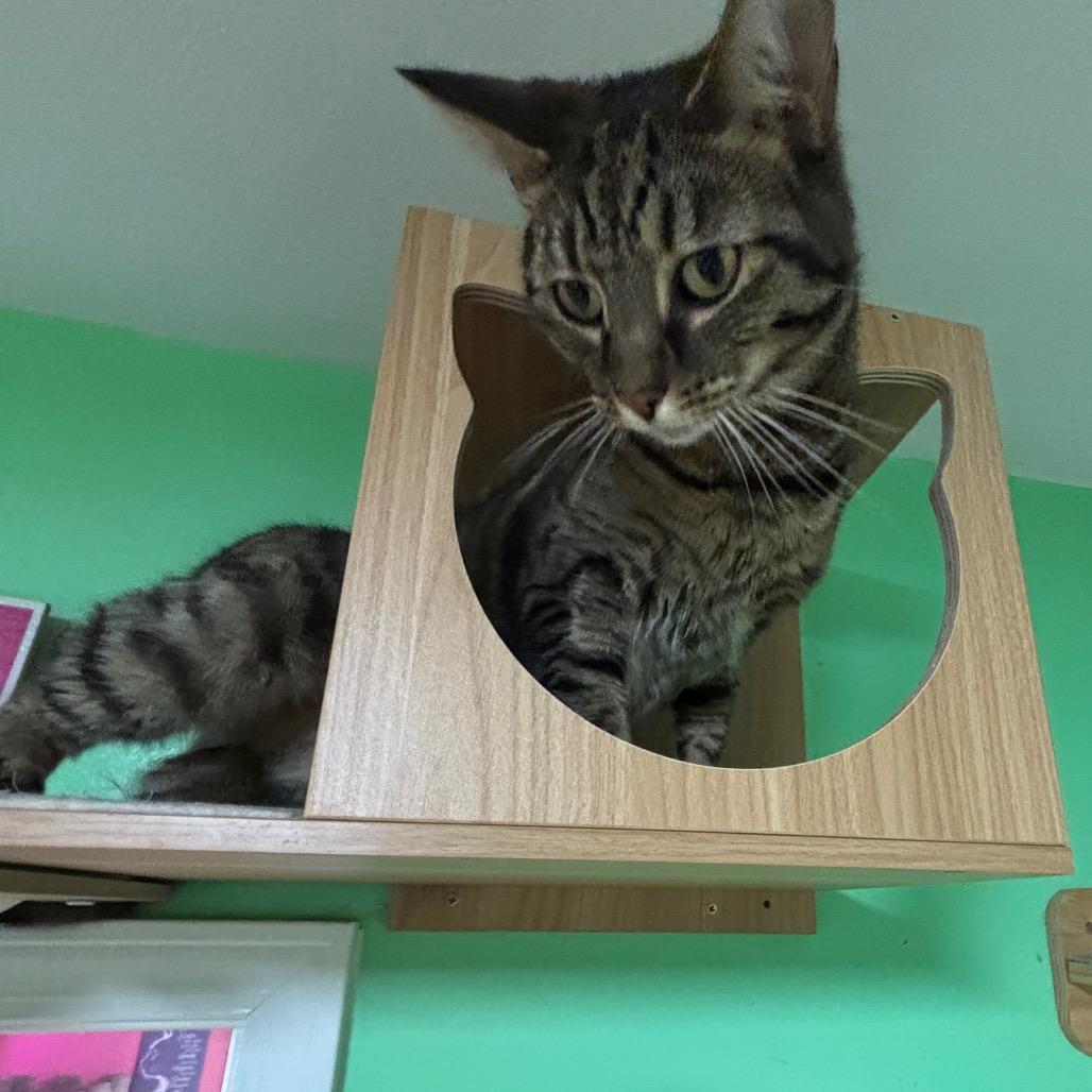 Enlarge Dobby, a Adoptable Domestic Short Hair in Granville, OH image 3/6