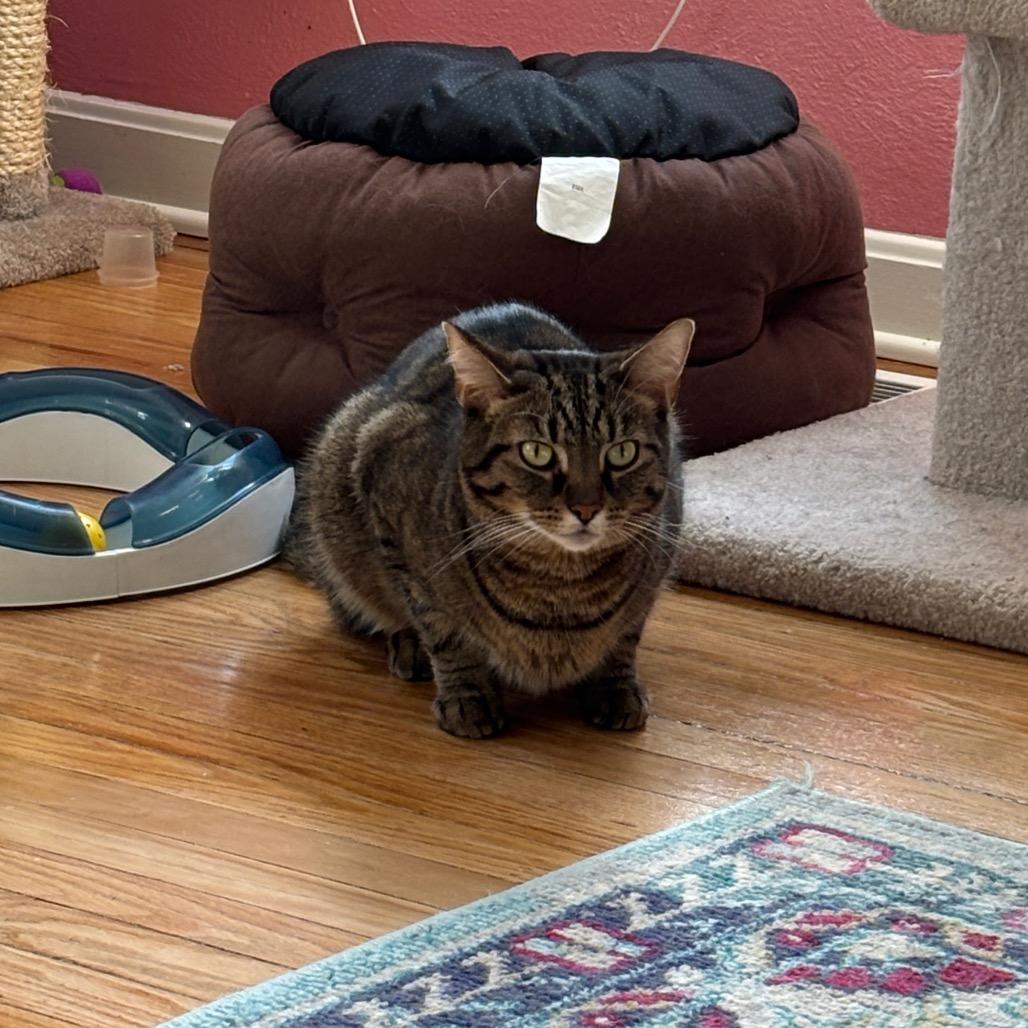 Enlarge Dobby, a Adoptable Domestic Short Hair in Granville, OH image 4/6