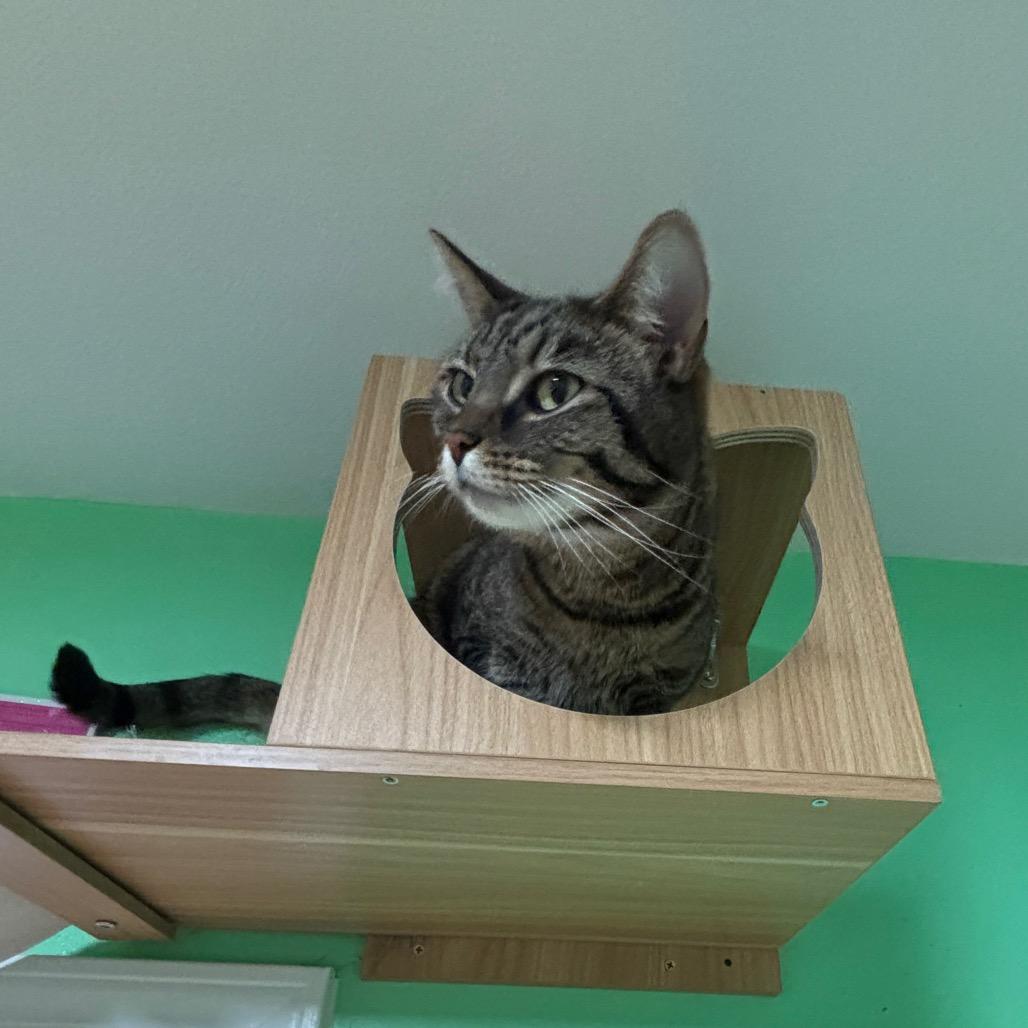Enlarge Dobby, a Adoptable Domestic Short Hair in Granville, OH image 5/6
