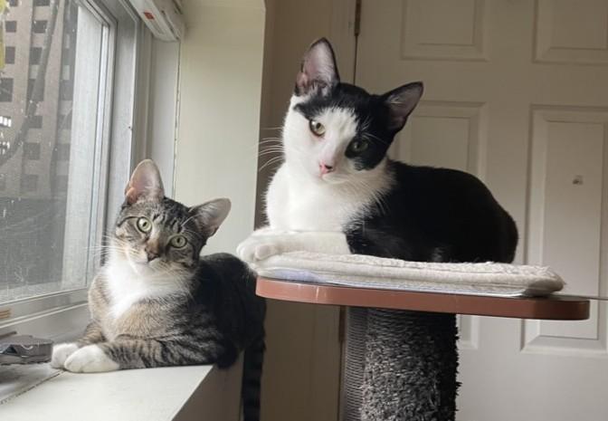 Miles, adopted, Young Male Domestic Short Hair.