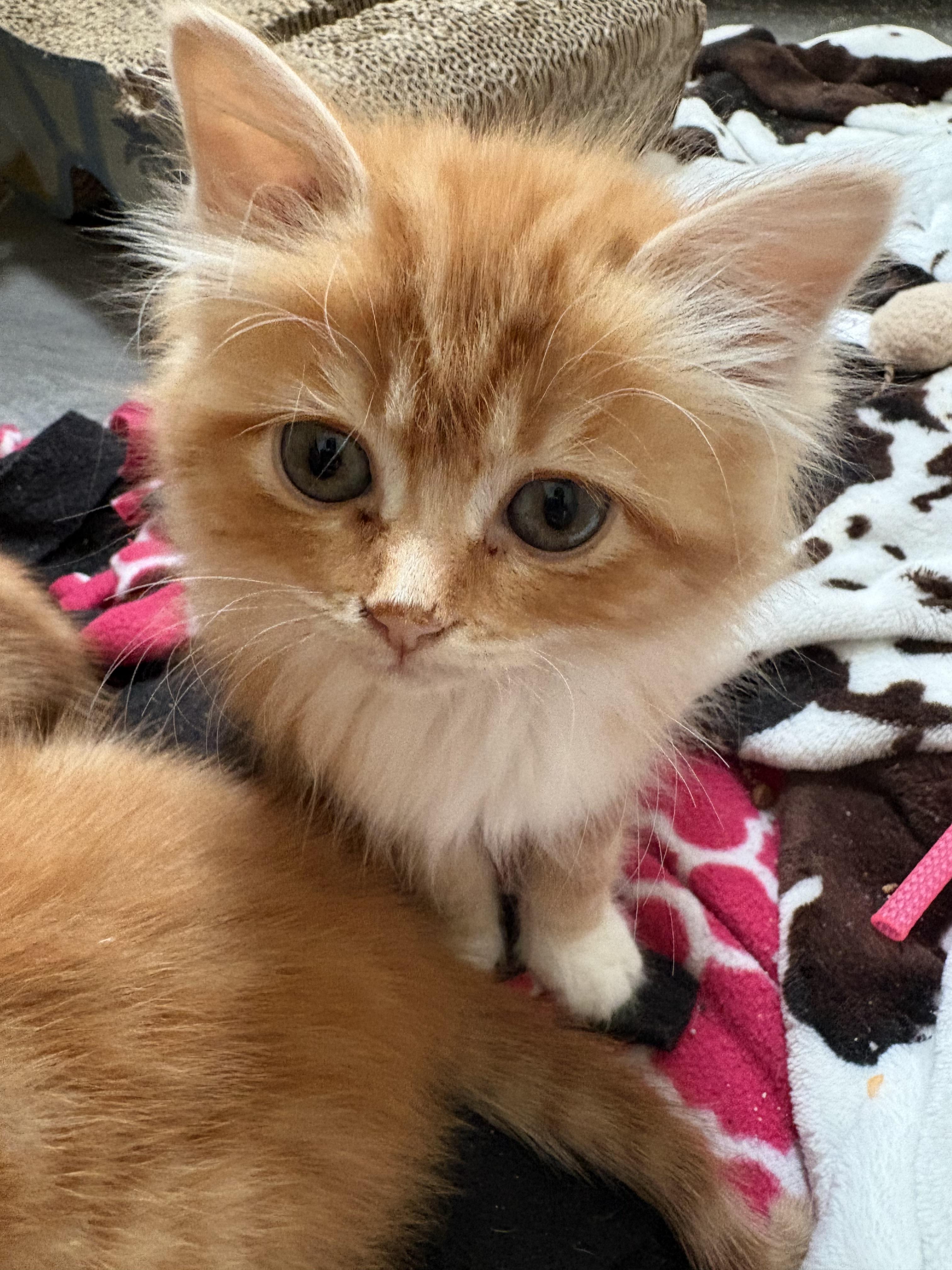 Queen Bean, adopted, Kitten Female Domestic Long Hair.