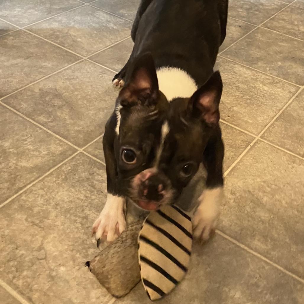 Enlarge Sprite, a Adoptable Boston Terrier in Sinking Spring, PA image 1/5