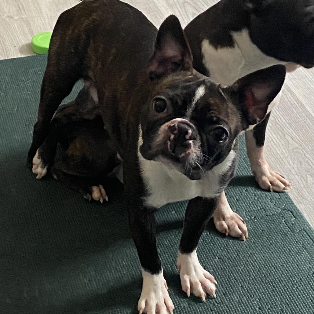 Enlarge Sprite, a Adoptable Boston Terrier in Sinking Spring, PA image 2/5