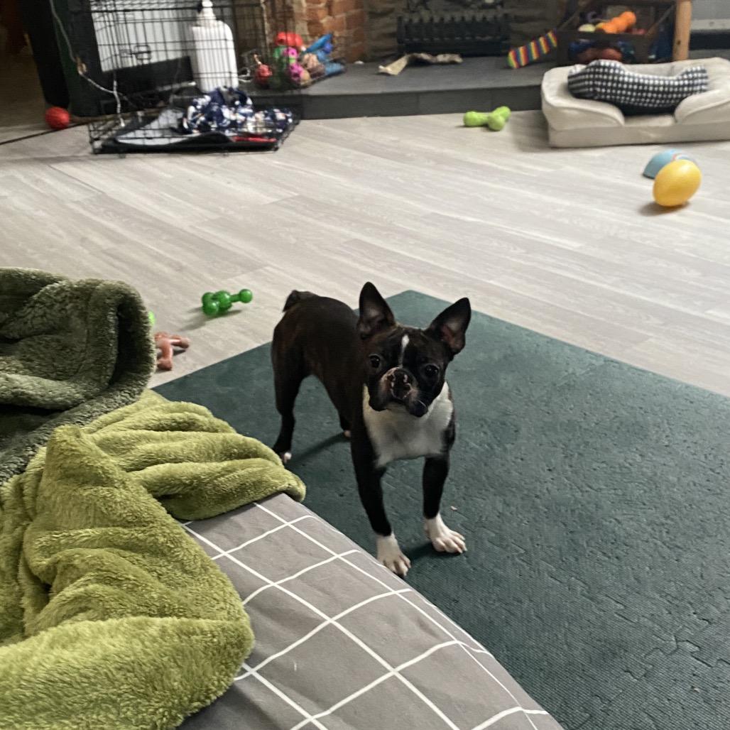 Enlarge Sprite, a Adoptable Boston Terrier in Sinking Spring, PA image 3/5