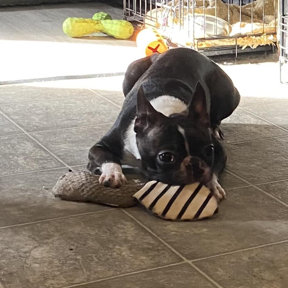 Enlarge Sprite, a Adoptable Boston Terrier in Sinking Spring, PA image 4/5