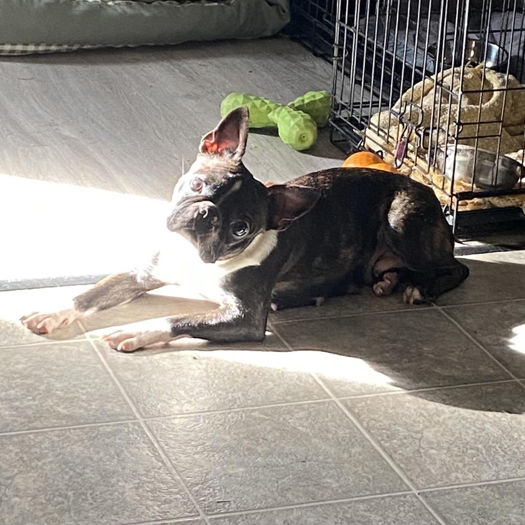Enlarge Sprite, a Adoptable Boston Terrier in Sinking Spring, PA image 5/5