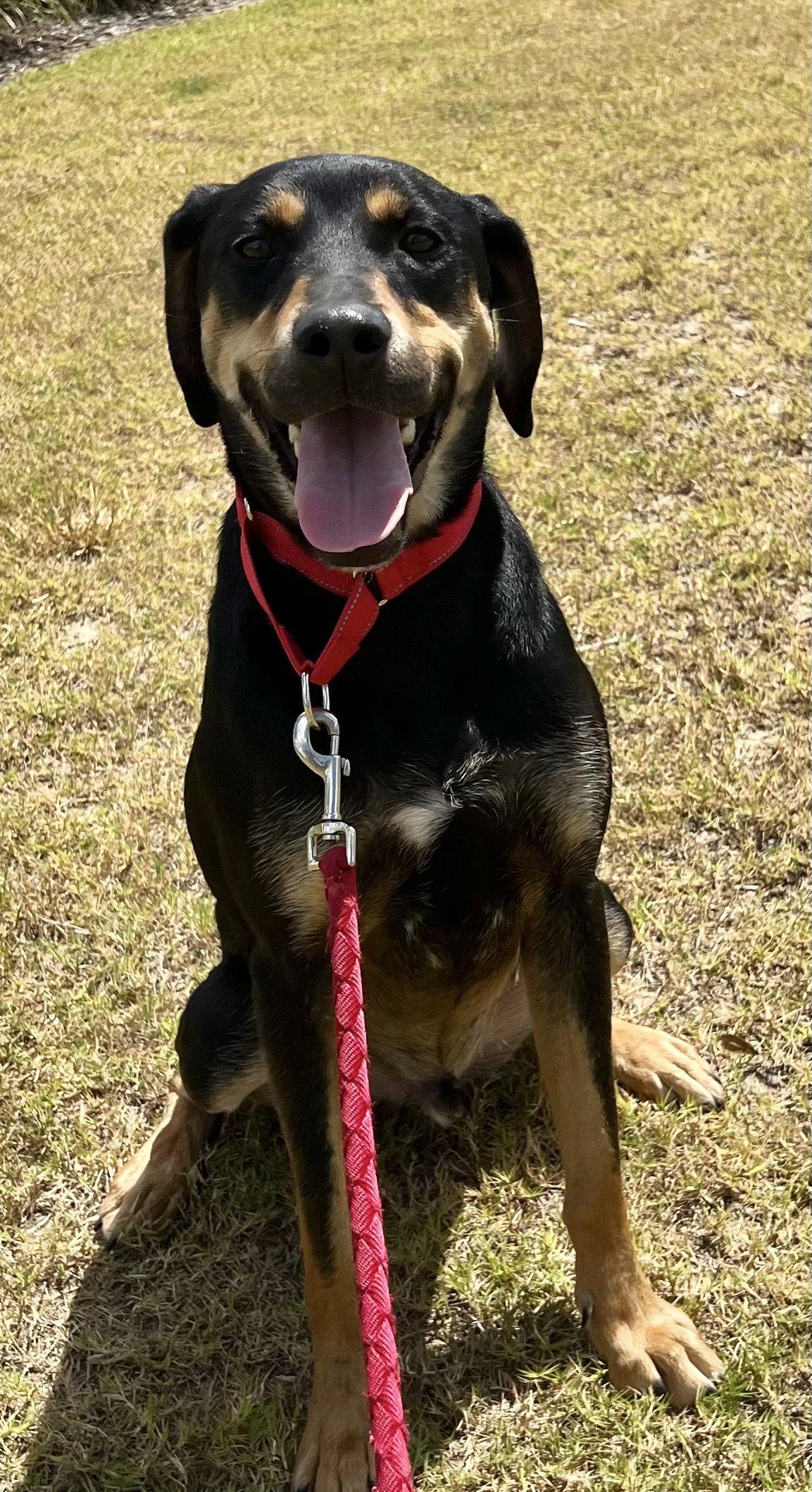 Enlarge Koda, a Adoptable mixed breed in Munford, TN image 1/3