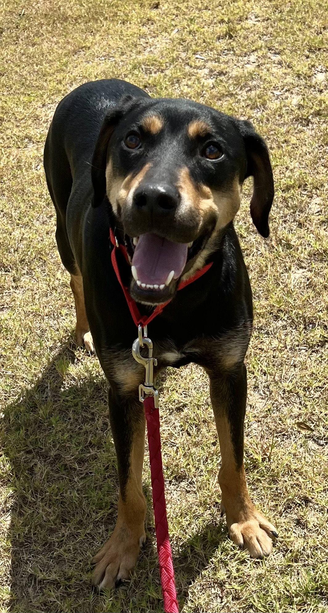 Enlarge Koda, a Adoptable mixed breed in Munford, TN image 3/3