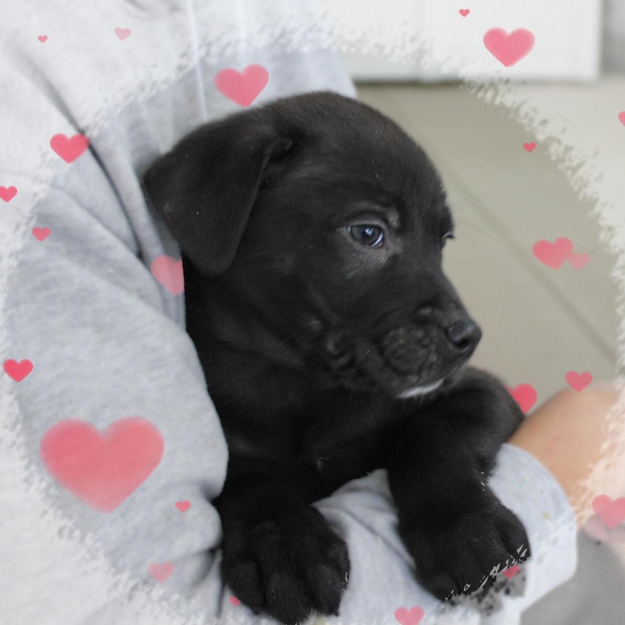 Jeremy, ADOPTABLE, Puppy Male Mixed Breed.