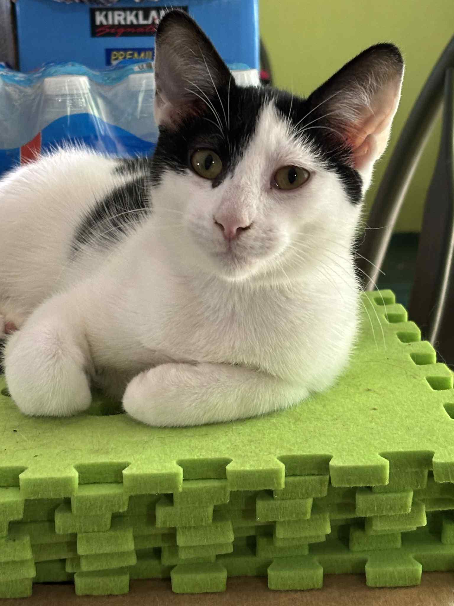 Ludwig, Adoptable, Kitten Male Domestic Short Hair.