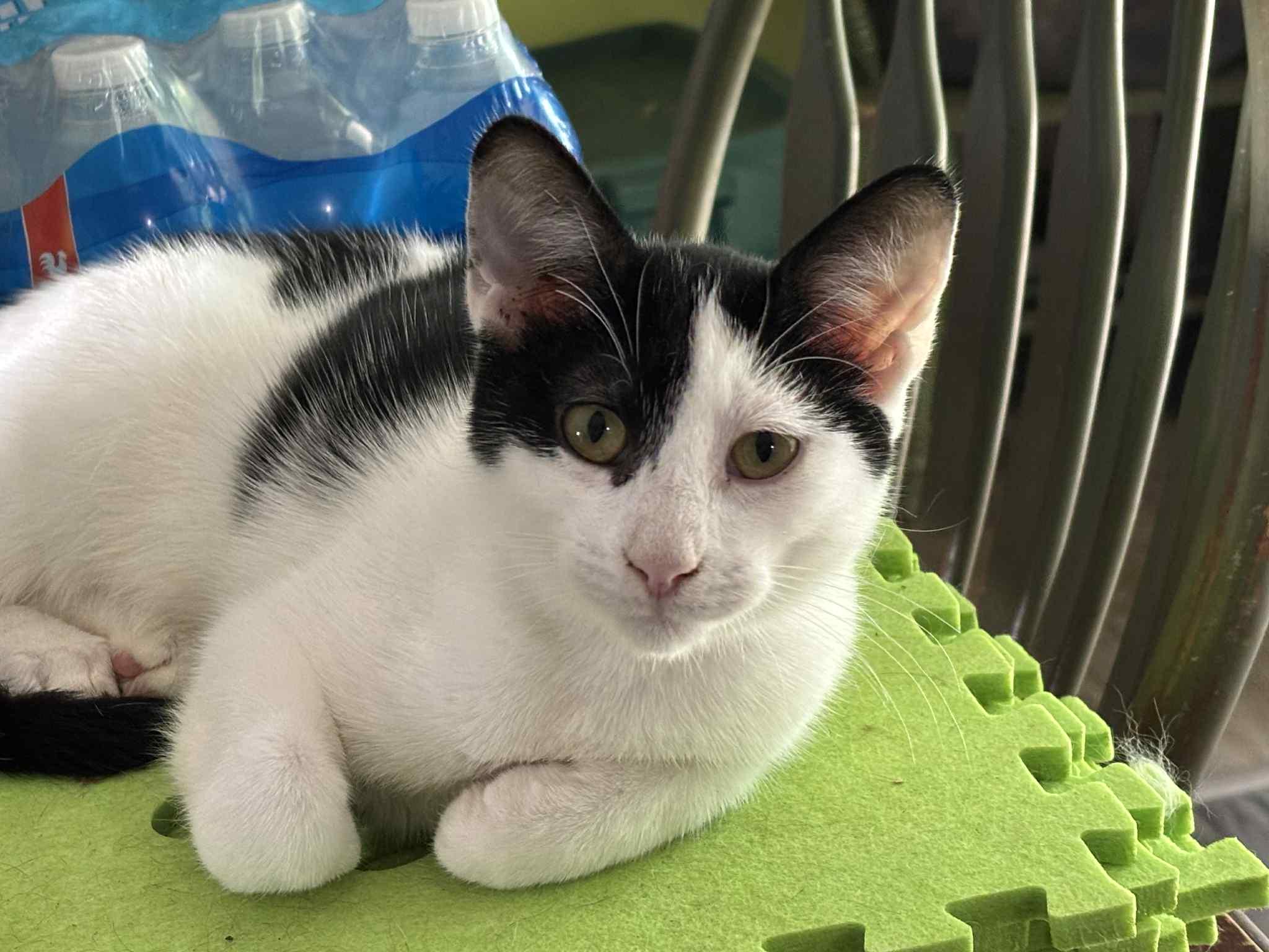 Enlarge Ludwig, a Adoptable Domestic Short Hair in Pekin, IL image 2/2