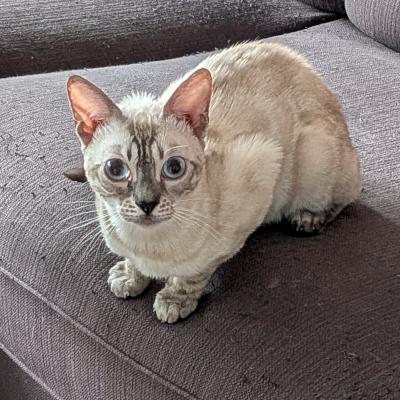 Enlarge Kris, a ADOPTABLE Bengal in Mississauga, ON image 1/6