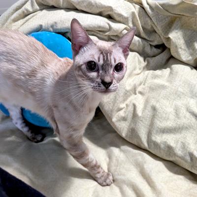 Enlarge Kris, a ADOPTABLE Bengal in Mississauga, ON image 3/6