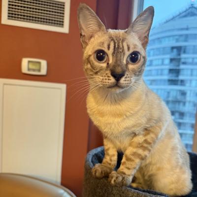 Enlarge Kris, a ADOPTABLE Bengal in Mississauga, ON image 5/6