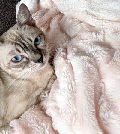 Enlarge Kris, a ADOPTABLE Bengal in Mississauga, ON image 4/6