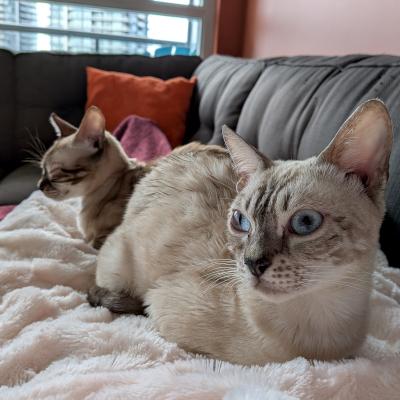 Enlarge Kris, a ADOPTABLE Bengal in Mississauga, ON image 2/6