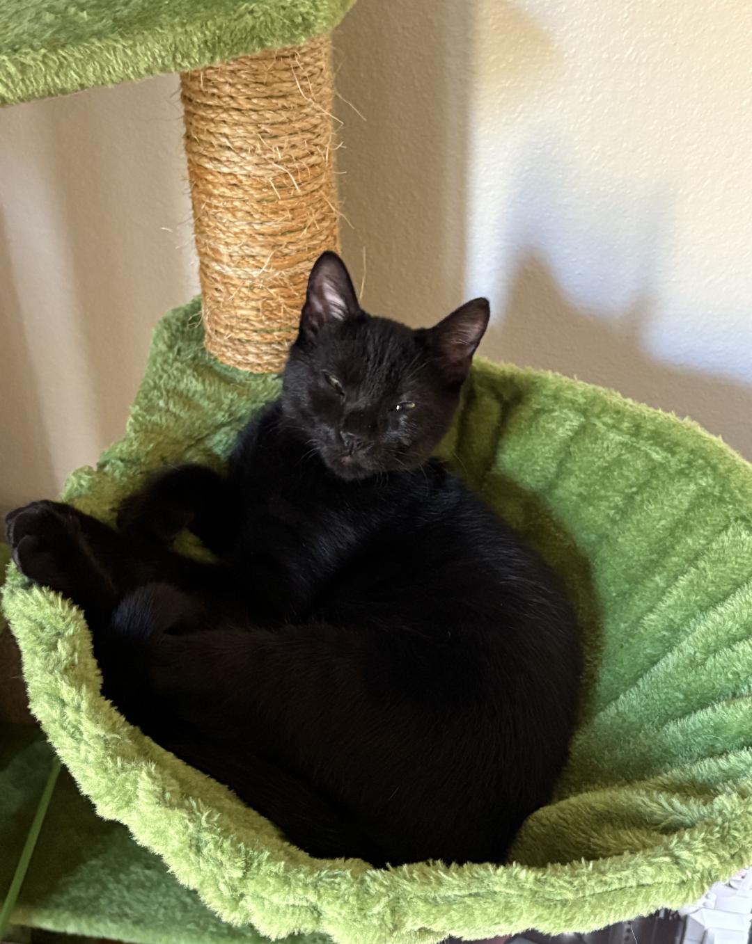 Binx, a Adopted Domestic Short Hair in Pensacola, FL image 1/3