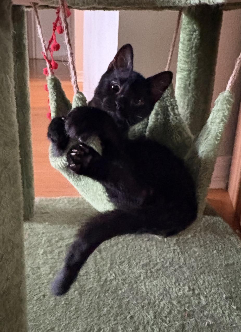 Binx, a Adopted Domestic Short Hair in Pensacola, FL image 2/3