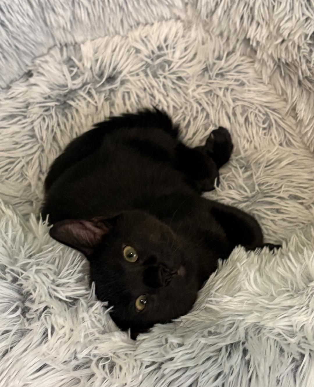 Binx, a Adopted Domestic Short Hair in Pensacola, FL image 3/3