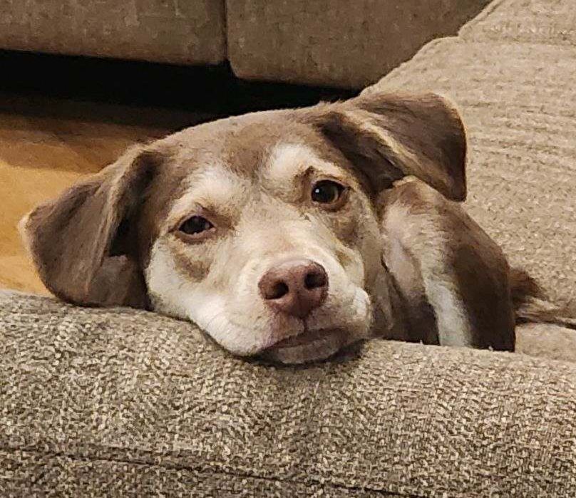 Dog for adoption Cleo AKA Tinkerbell, a German Shepherd Dog Mix in