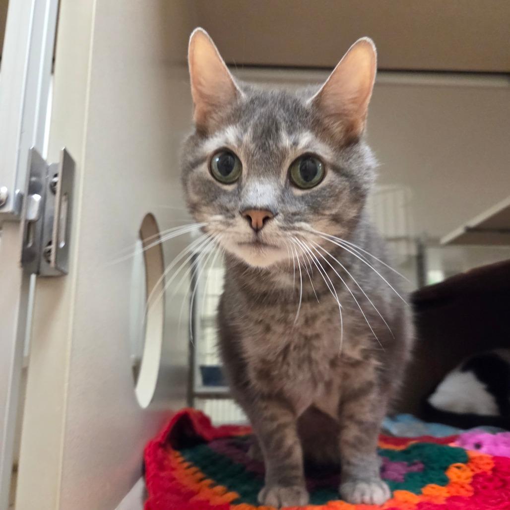 Enlarge Zazzles, a Adoptable Domestic Short Hair in Ballston Spa, NY image 1/3