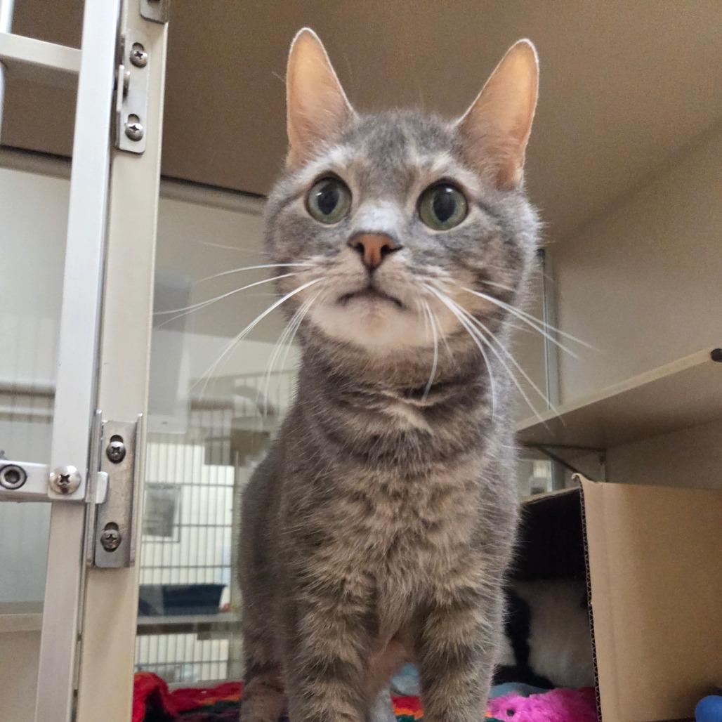 Enlarge Zazzles, a Adoptable Domestic Short Hair in Ballston Spa, NY image 2/3