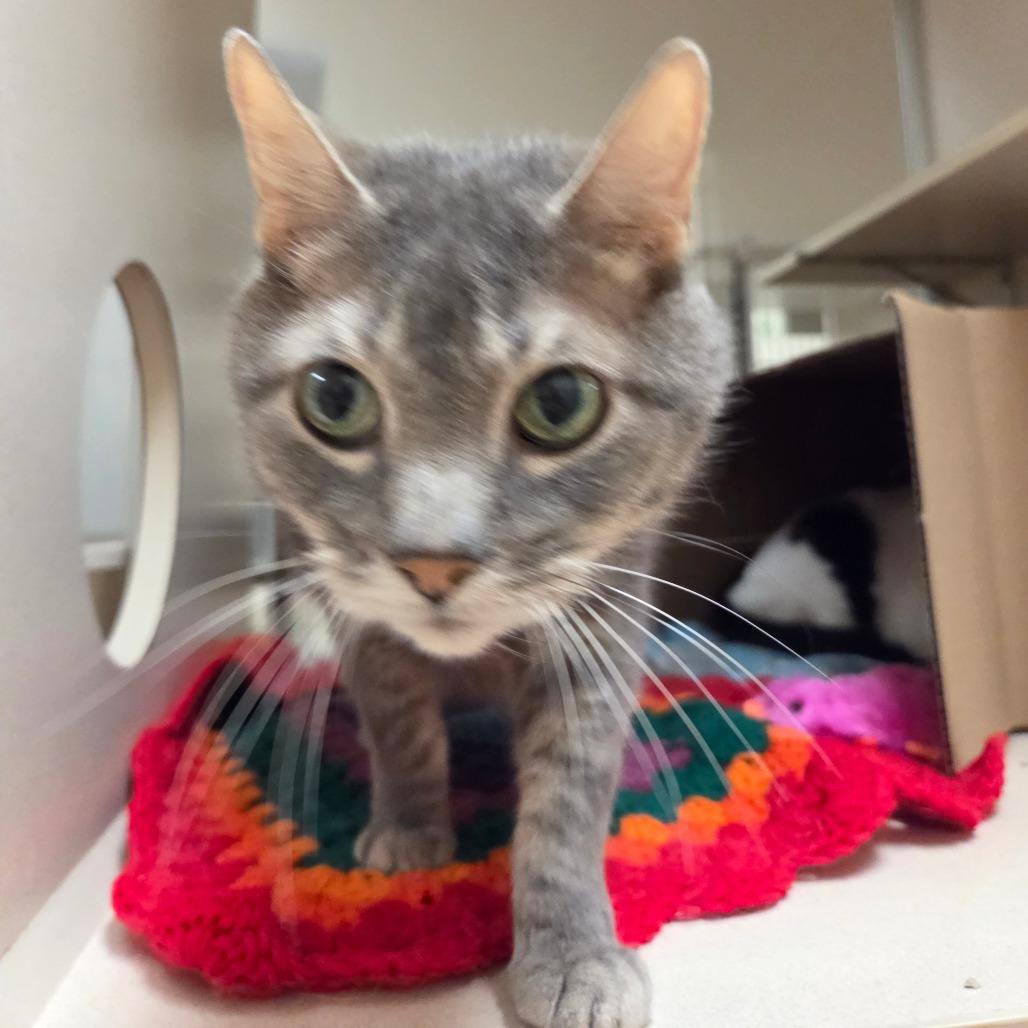 Enlarge Zazzles, a Adoptable Domestic Short Hair in Ballston Spa, NY image 3/3