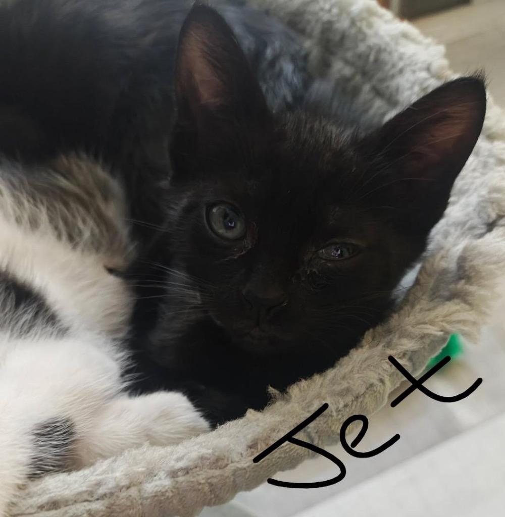 Jet, Adoptable, Kitten Female Domestic Short Hair.