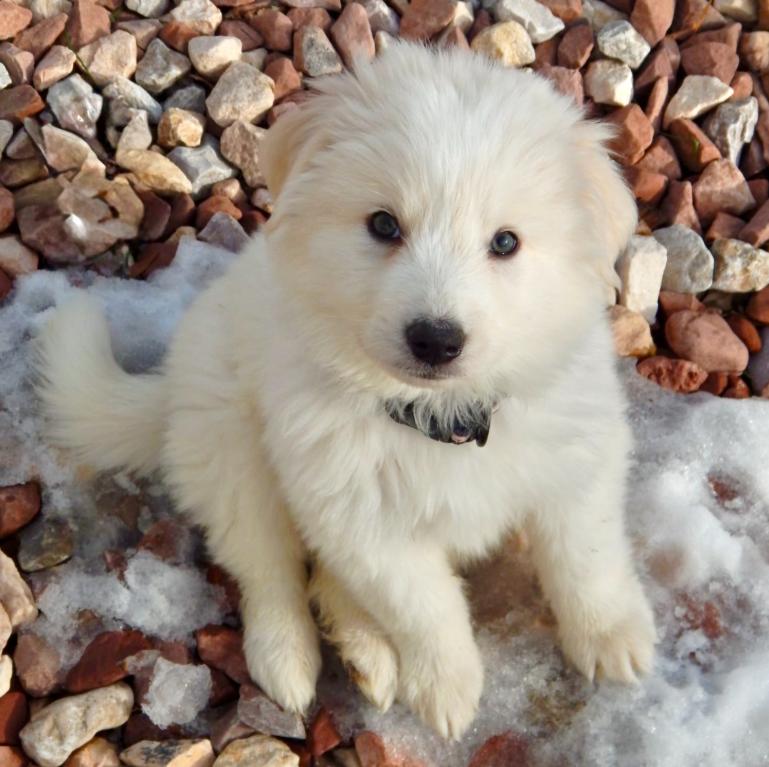 Enlarge Jason Bourne, a ADOPTABLE mixed breed in Mead, CO image 1/1