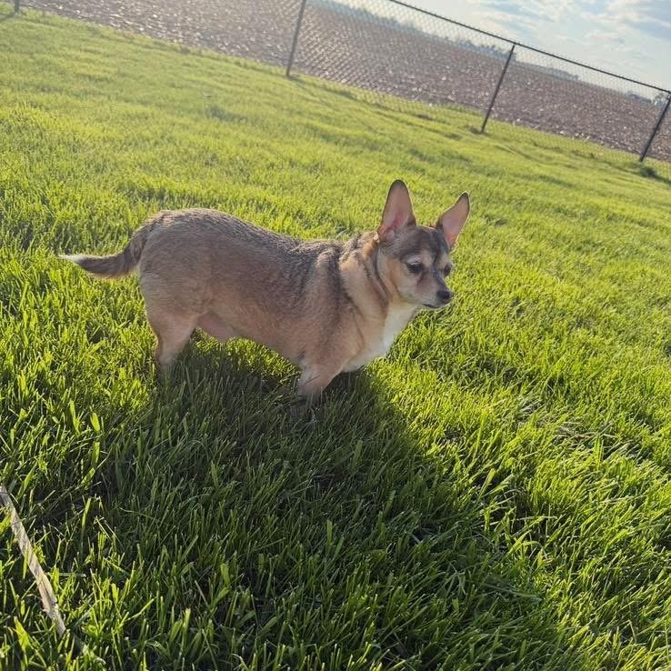 Enlarge Buddy, an adoptable mixed breed in DeWitt, IA image 2/2
