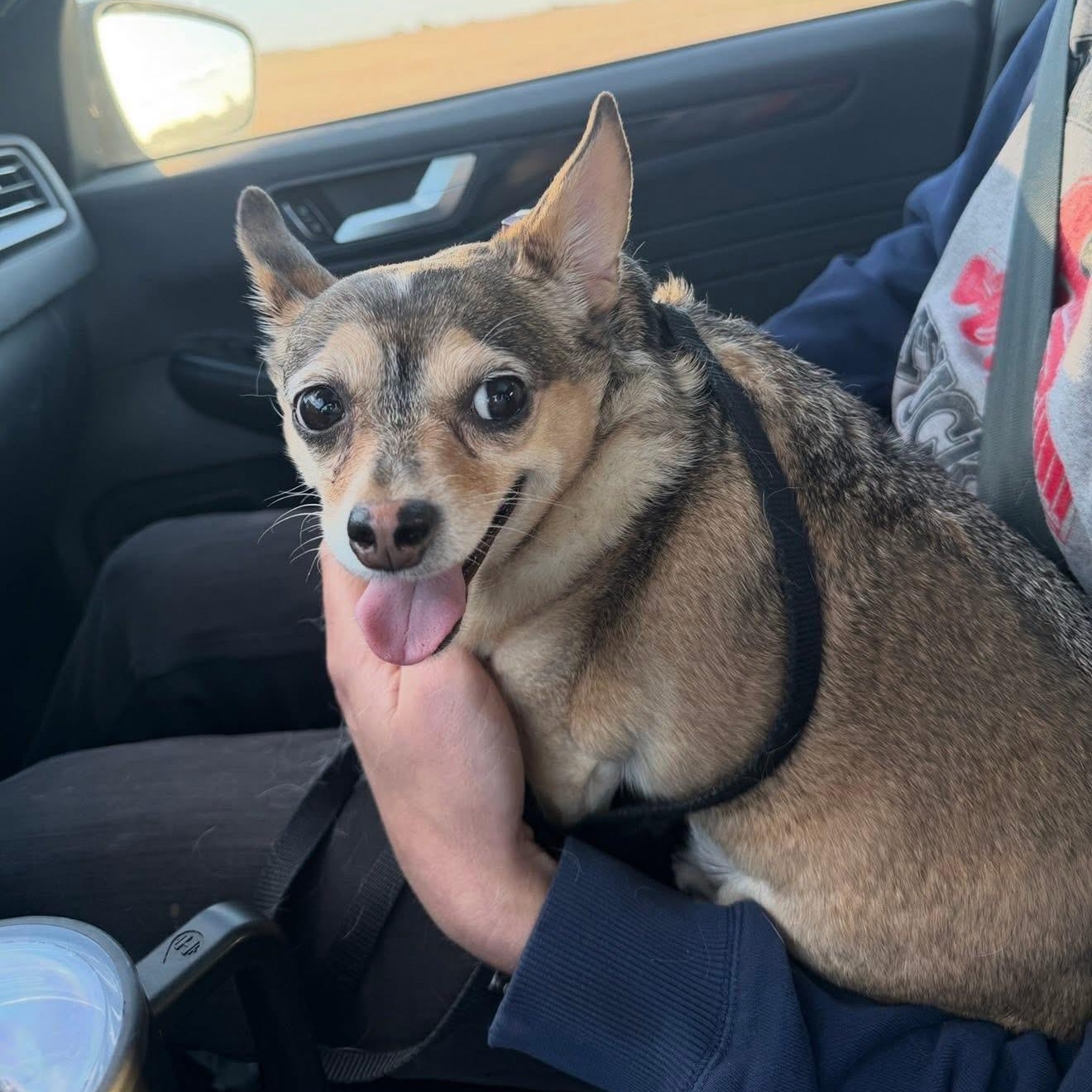 Buddy, adoptable, Adult Male Chihuahua.