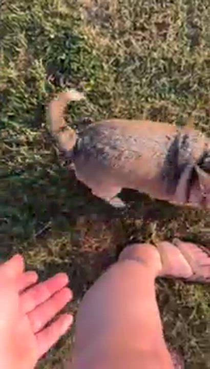Enlarge Buddy, an adoptable mixed breed in DeWitt, IA video 3/6