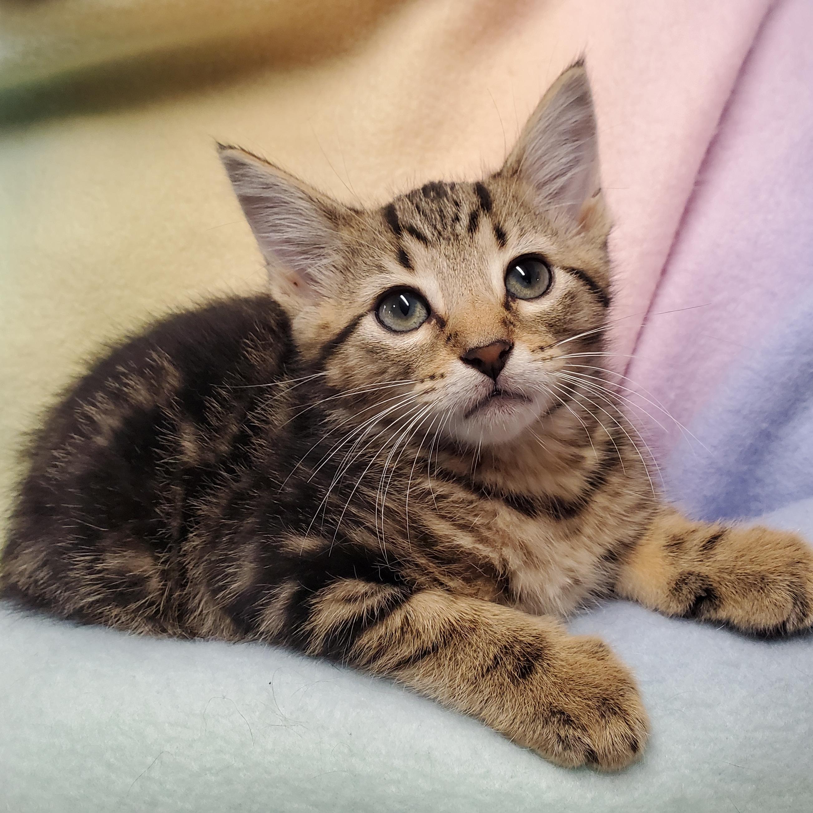 Cinnamon, Adoptable, Kitten Male Domestic Short Hair.