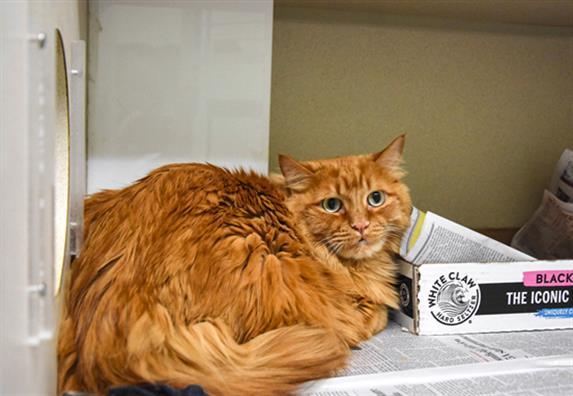 MAK, Adoptable, Adult Male Domestic Medium Hair.