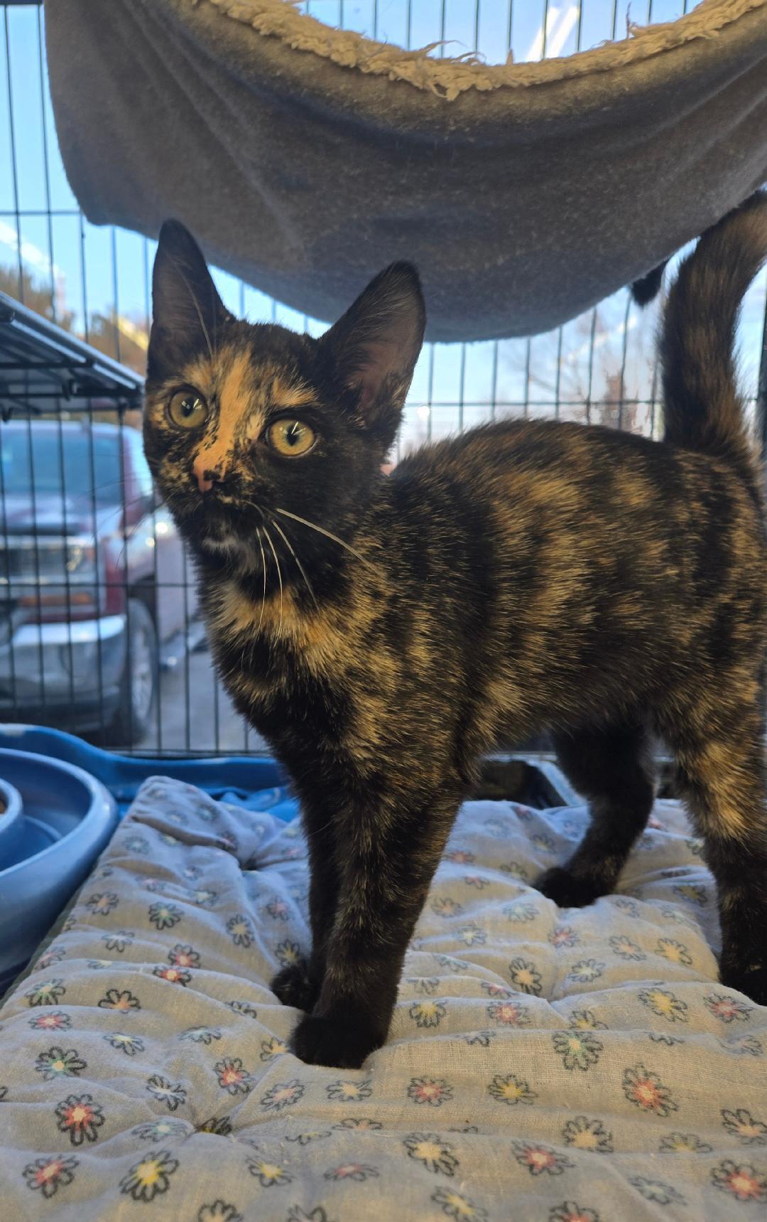 Hazel, adopted, Kitten Female Tortoiseshell.