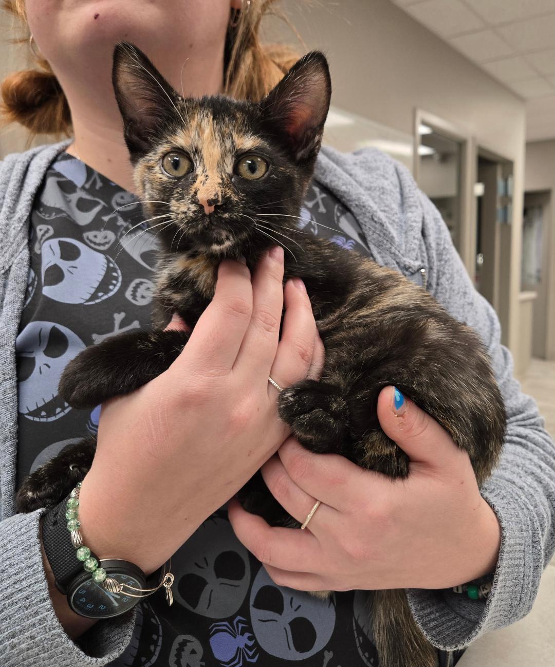 Enlarge Hazel, an adopted Tortoiseshell in Hamilton, ON image 2/3